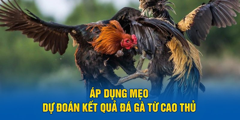 Áp dụng mẹo dự đoán kết quả đá gà từ cao thủ 