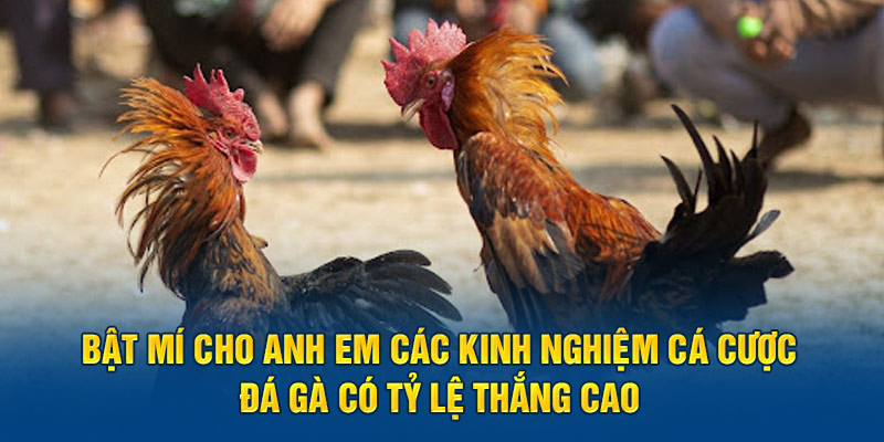 Bật mí cho anh em các kinh nghiệm cá cược đá gà có tỷ lệ thắng cao 