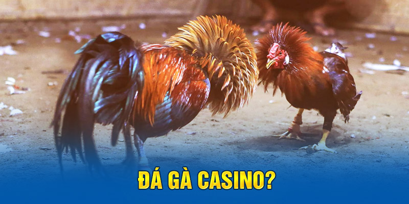 Đá gà Casino? 