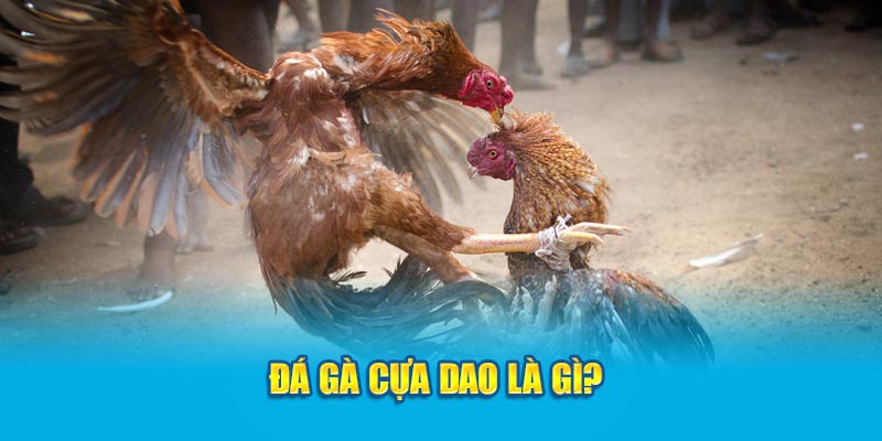 Đá gà cựa dao là gì? 