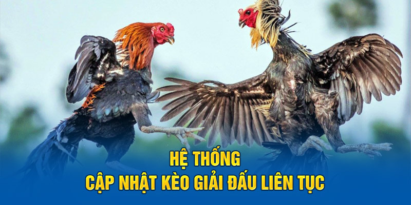 Hệ thống cập nhật kèo giải đấu liên tục 