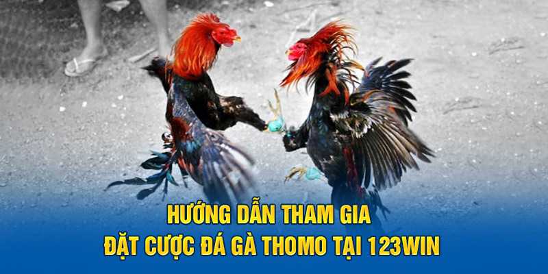 Đặt cược đá gà Thomo tại 123Win hướng dẫn chi tiết