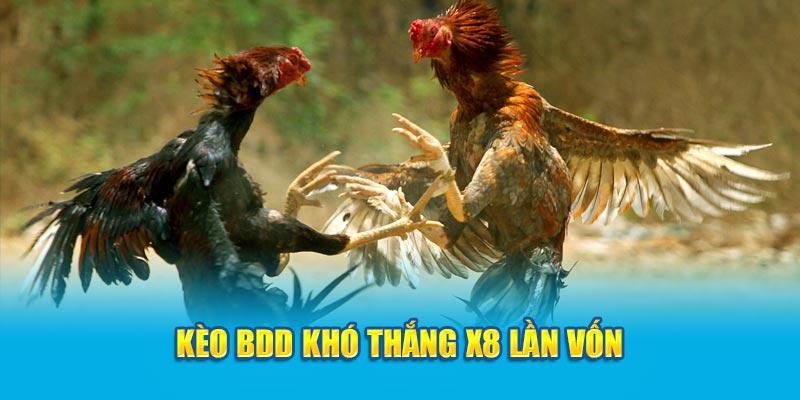 Kèo BDD khó thắng x8 lần vốn 