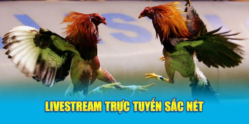 Livestream trực tuyến sắc nét 