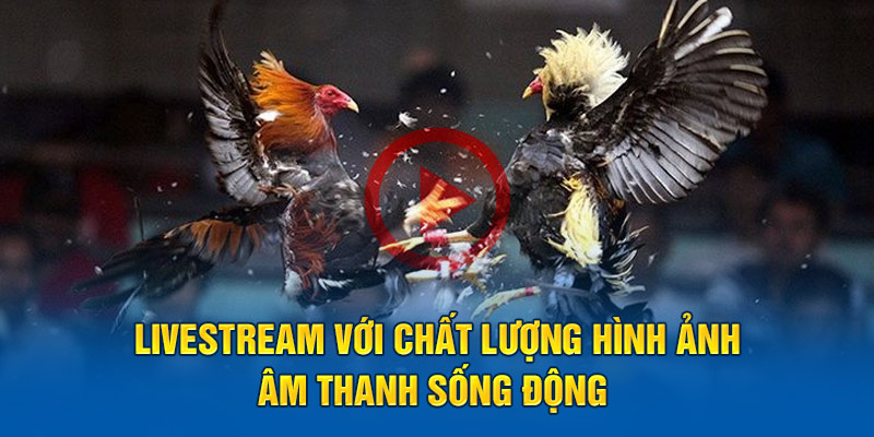 Livestream với chất lượng hình ảnh - âm thanh sống động 