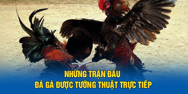 Tường thuật trực tiếp các trận đấu chọi kê