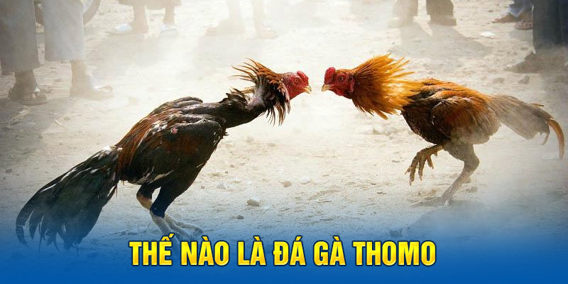 Thế nào là đá gà Thomo