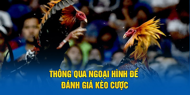 Thông qua ngoại hình để đánh giá kèo cược 