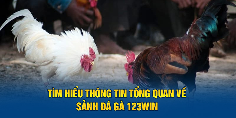 Tìm hiểu thông tin tổng quan về sảnh đá gà 123win 