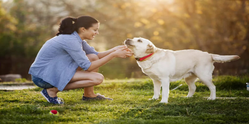 Nằm mơ thấy chó vẫy đuôi là điềm lành